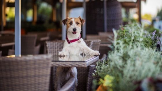 Dog-friendly restaurants