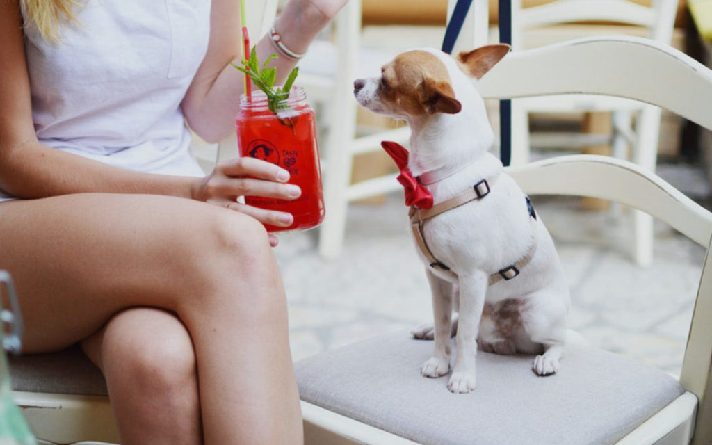 Eat & Drink at these Dog Friendly Places in Colorado | Offleash K9