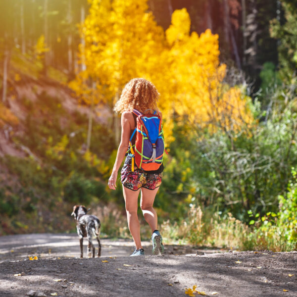 Three Dog-Friendly Hikes for Spotting Yellow Aspens 