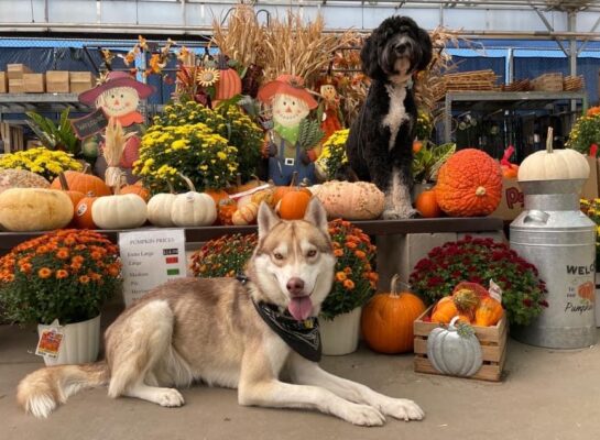 Two dogs among pumpkins and flowers