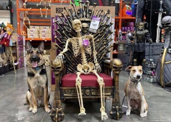 Skeleton and dogs