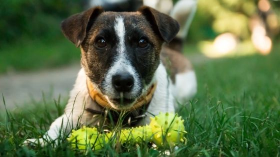 When Walks Aren’t Enough: How to Mentally Stimulate Hyper Dogs
