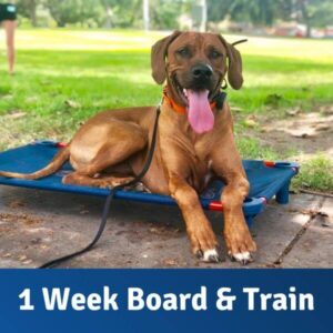 1 week Board & Train