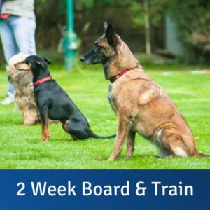 2 week Board & Train