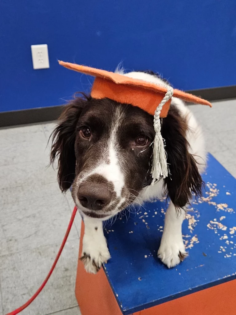 Maple, the Springer Spaniel practicing obedience in Denver, CO