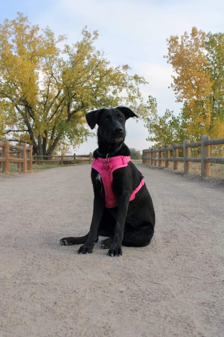 Dog training Morrison CO with black dog on park trail