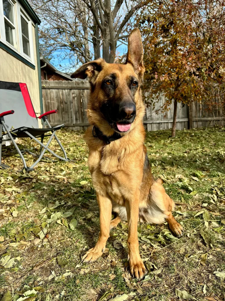 German Shepherd practicing calm behavior around distractions