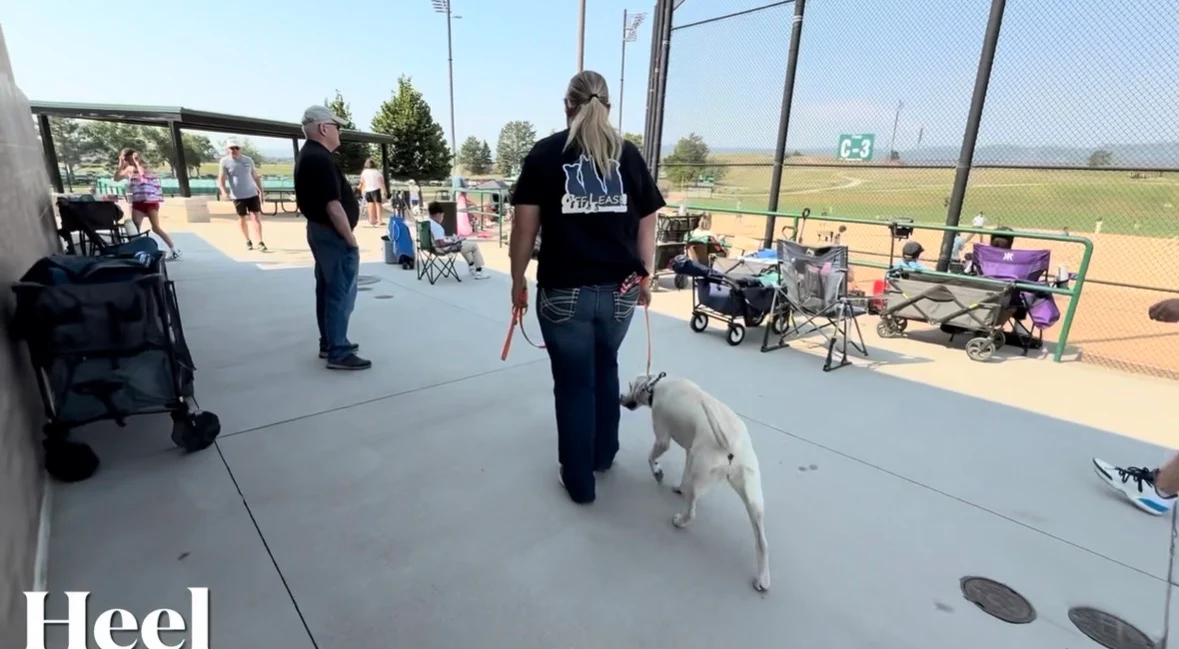 Young Labrador practicing leash manners and recall in Denver, CO